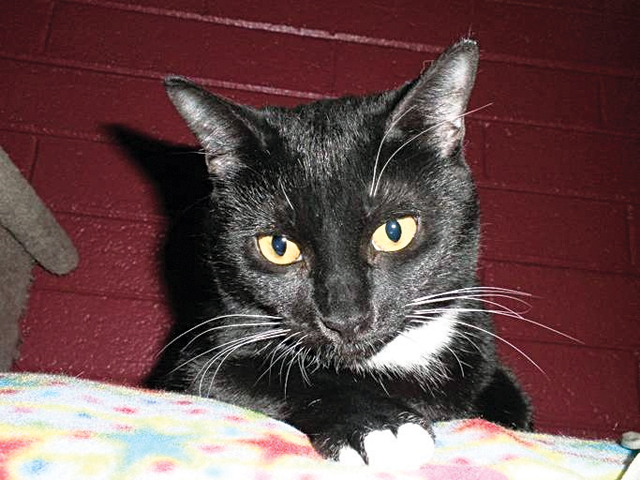 Pet of the Week (2/24)